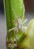Philodromus dispar
